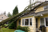 Tree on house