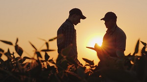 2 men standing in corn field